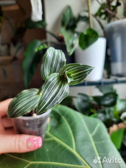 Традесканция (Каллизия) Элеганс