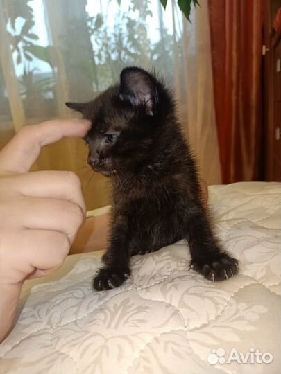 Ласкуша кошечка породы - Бомбей