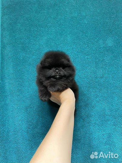 Померанский шпиц большой выбор щенков