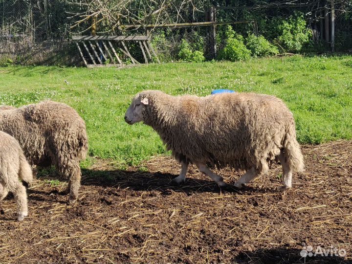 Продам овец