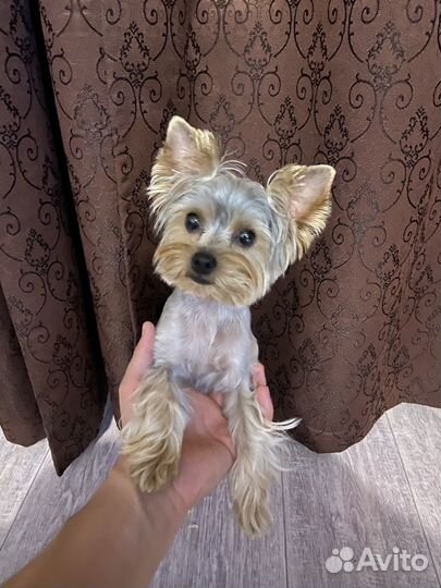 Случка йоркширский терьер мини