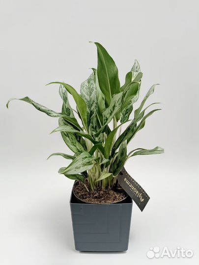 Аглонема (Aglaonema Greyhound)