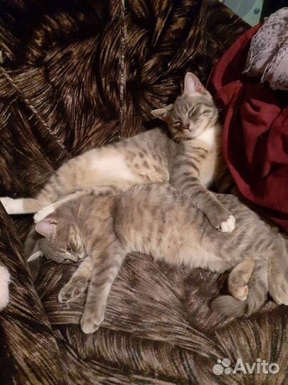 Отдам молодых кошечек в заботливые руки бесплатно