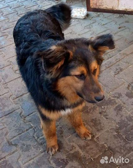 Рафа в добрые руки