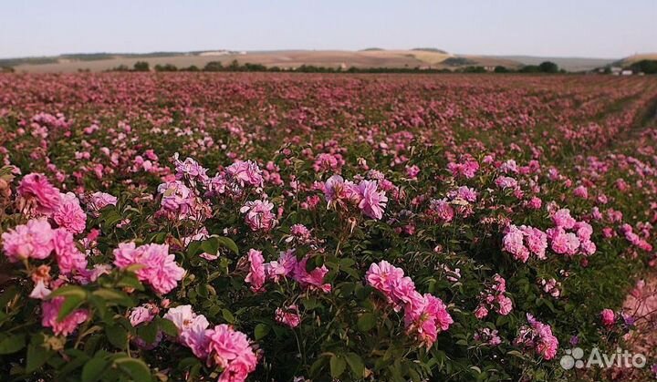 Лепестки чайной розы для варенья, чая, сушки