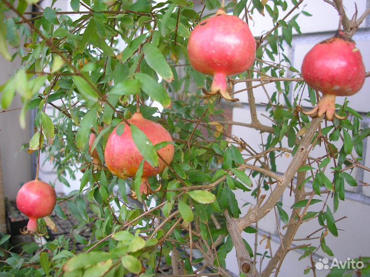 Свежие семена комнатных гранатов