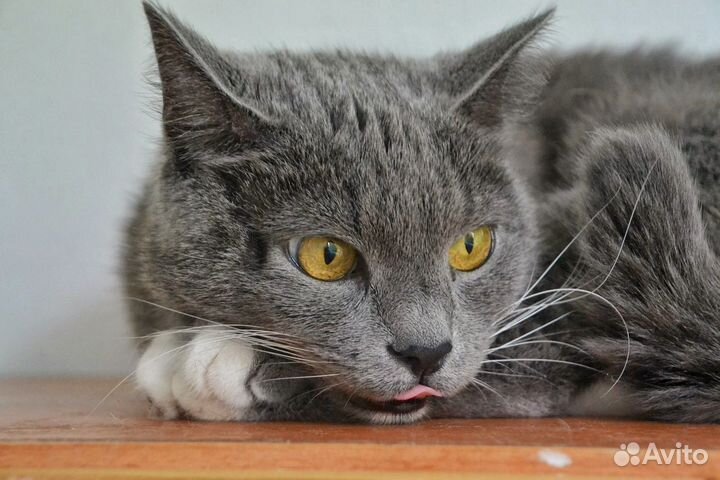 Кошечка Манюня в добрые руки