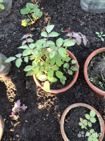 Роза плетистая