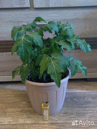 Балконные помидоры)