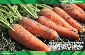 Морковь свежая