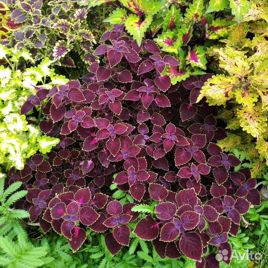 Колеусы укоренённые