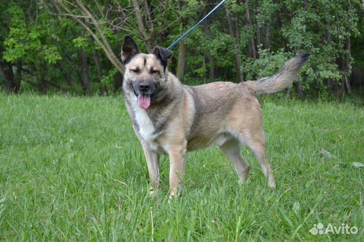 Собака в добрые руки отдам бесплатно