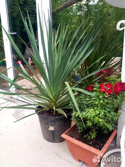 Пальма юкка