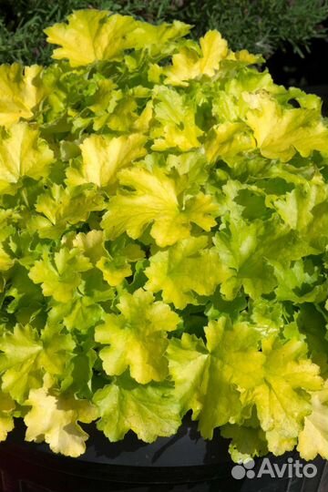 Хризантема шаровидная, гейхера желтая