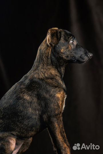 Голая собака в шерсти ксолоитцкуинтли