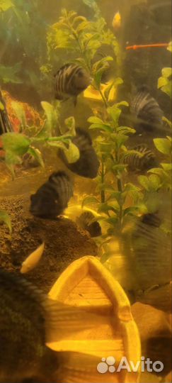 Аквариумные рыбки цихлиды