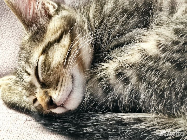 Замечательный домашний котенок