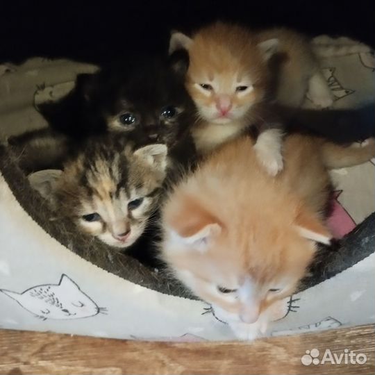 Кошки в добрые руки