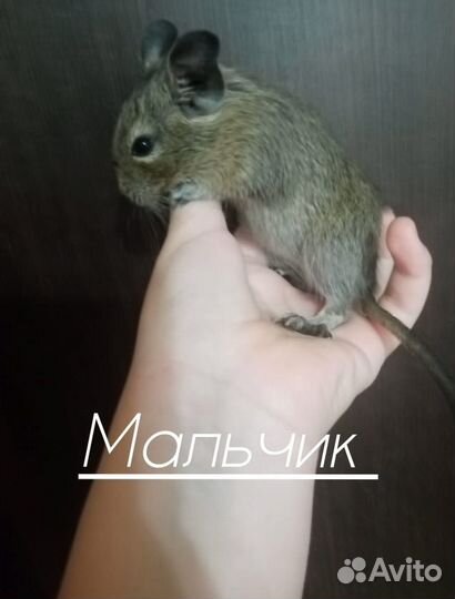 Белки дегу