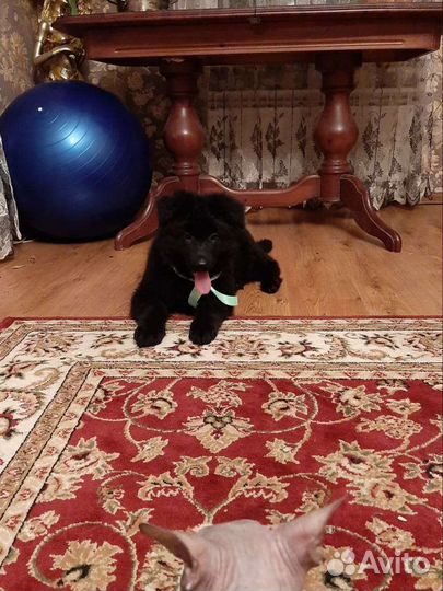 Элитные черные немцы