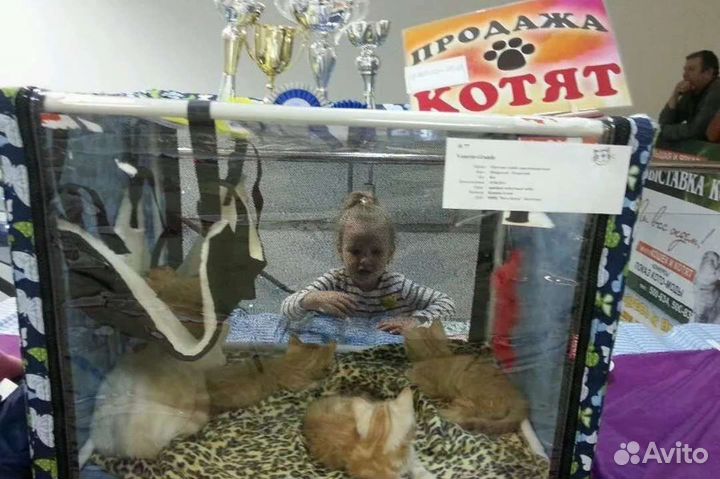 Выставочная палатка для кошек