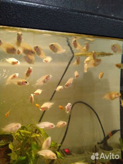 Цихлазома фламинго