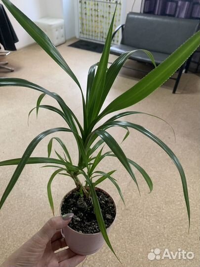 Панданус Вейча