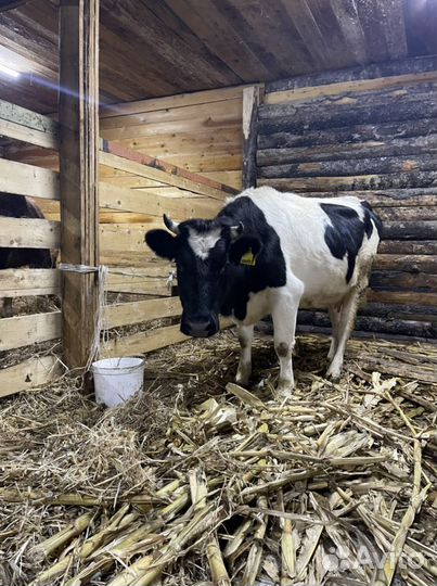 Молоко коровье цельное, доставка