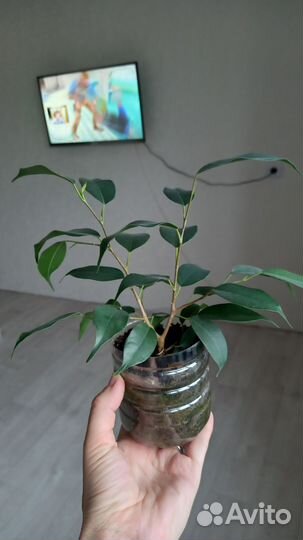 Фикус бенджамина