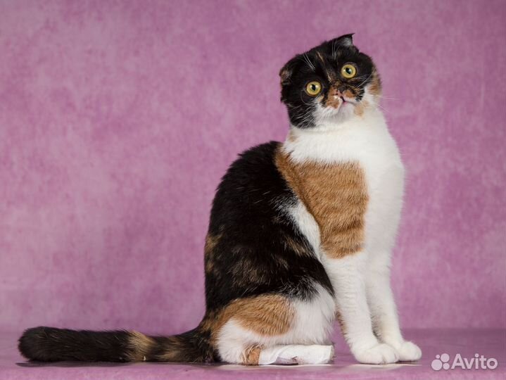 Кошка Подружка вислоухая трехцветка