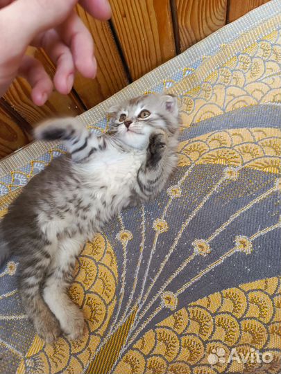 Отдам котёнка девочка