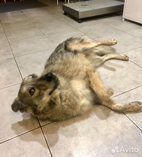 Собака в добрые руки