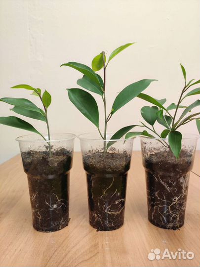 Фикус микрокарпа