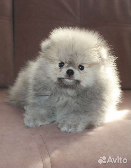 Померанский шпиц медвежьего типа