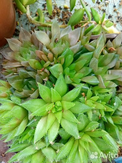 Суккуленты