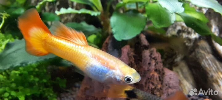 Самец взрослый гуппи Сансет