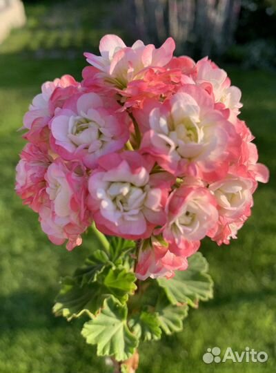 Пеларгония герань