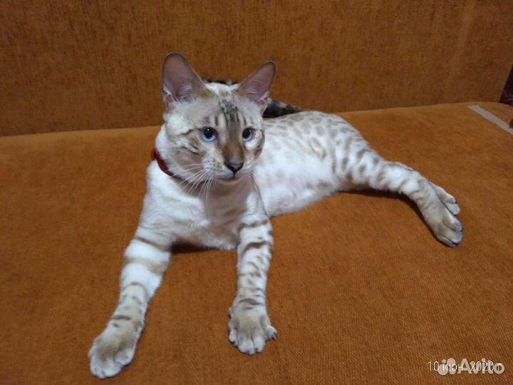 Котята Линкс (бенгальский снежный барс)