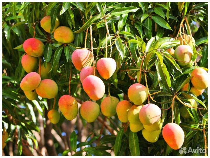 Фрукты и манго замороженные оптом