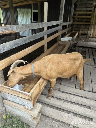 Коза ручная