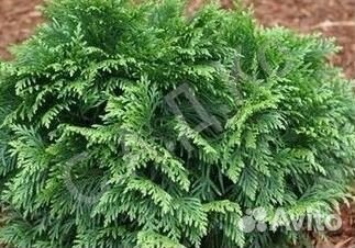 Хвойные растения (туи)