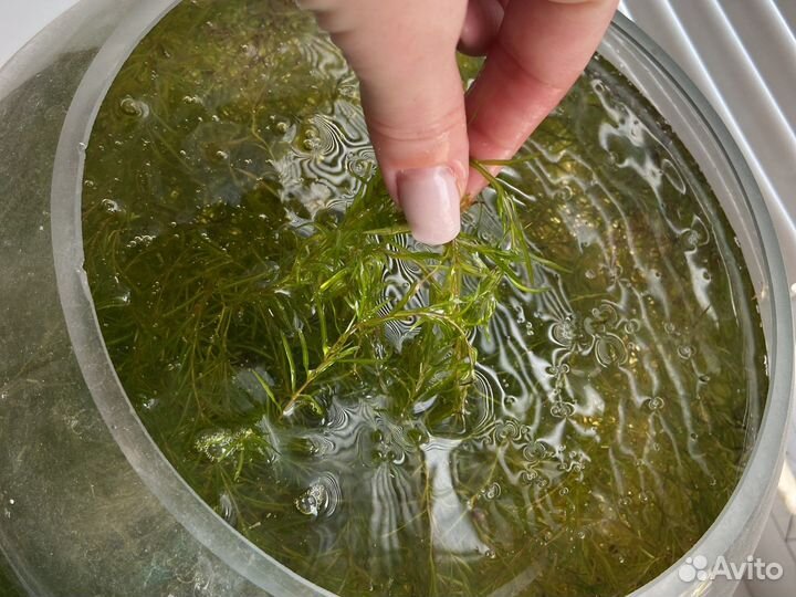 Водоросли наяз для аквариума 2 баночки в наличии