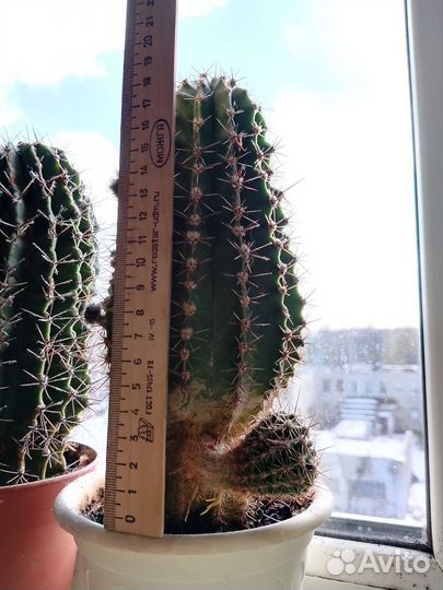 Кактусы и скуленты