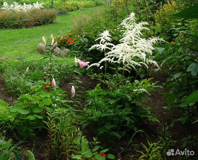 Астильба белая