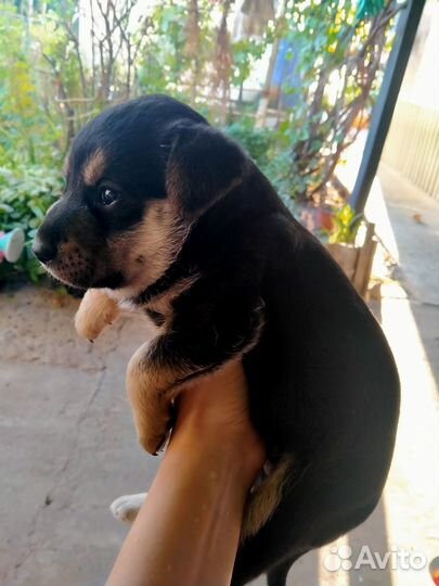 Щенок в добрые руки