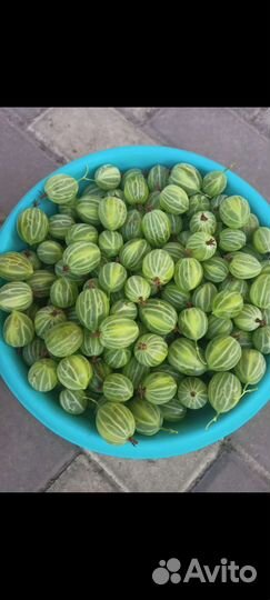 Саженцы крыжовника