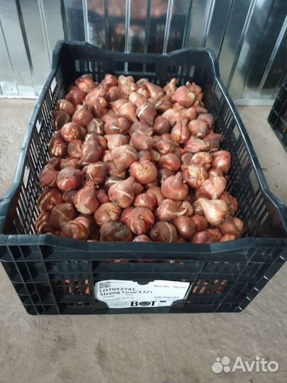 Луковицы тюльпанов 11/12 12+ оптом