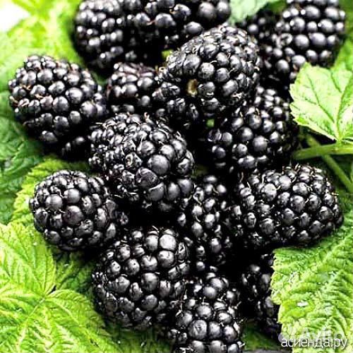 Ежемалина. Саженцы