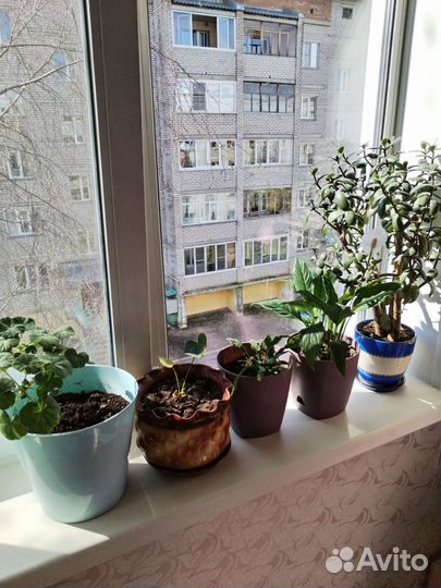 Комнатные цветы с горшками