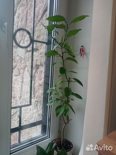 Комнатные цветы бесплатно. Пока бронь до 25.05